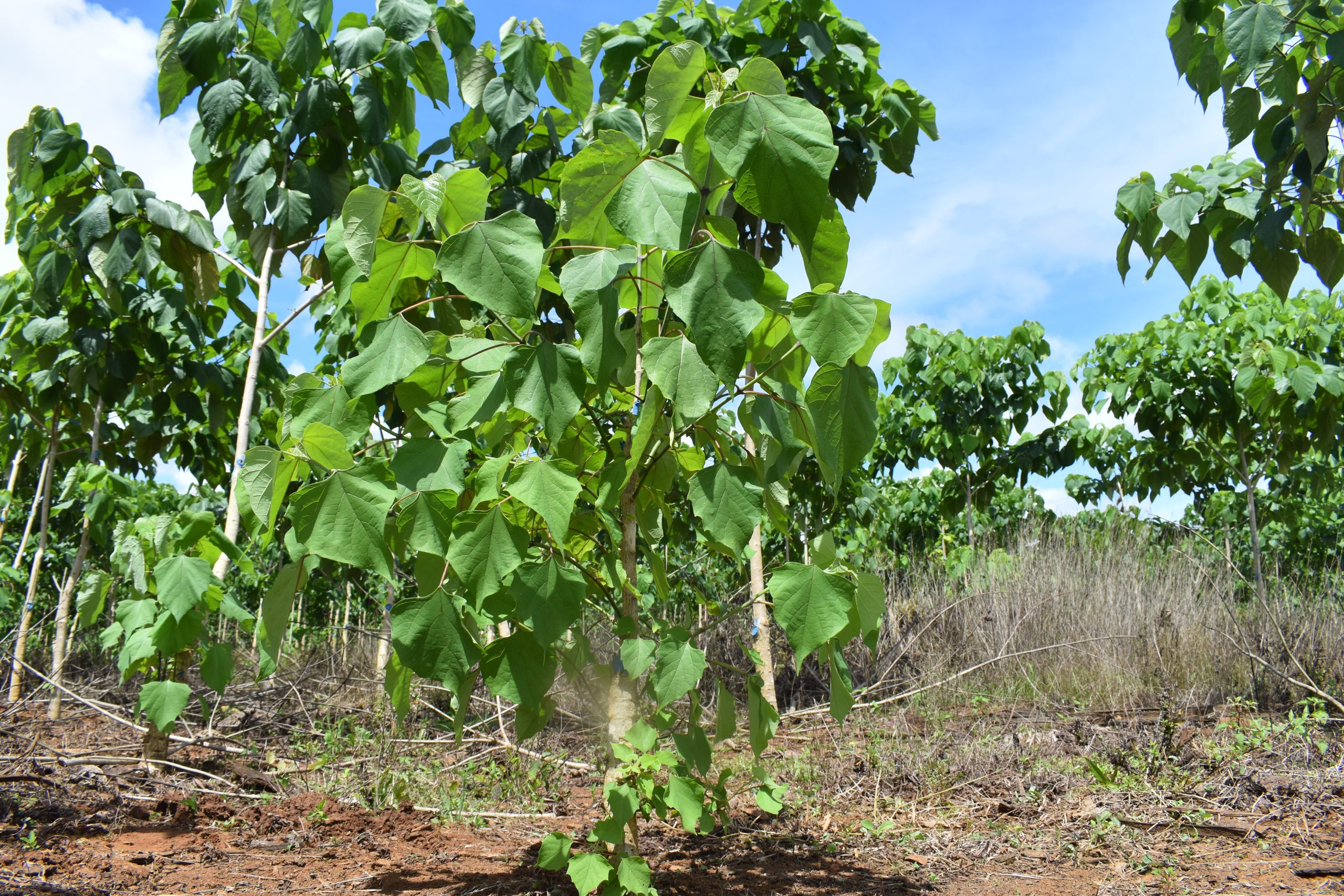Primeras Plantaciones